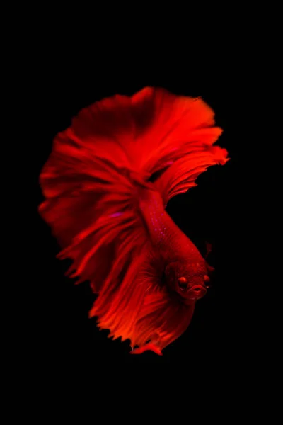 Peces Siameses Rojos Peces Betta Aislados Sobre Fondo Negro — Foto de Stock