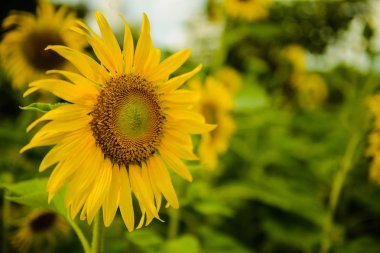 Sarı ayçiçeği çiçeklenme ayçiçeği alanında