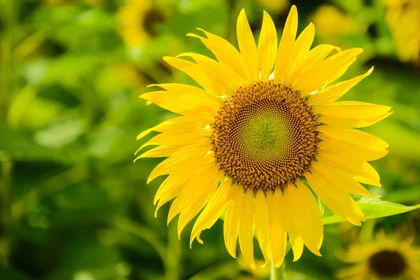 Sun flower in the field of blooming sunflower