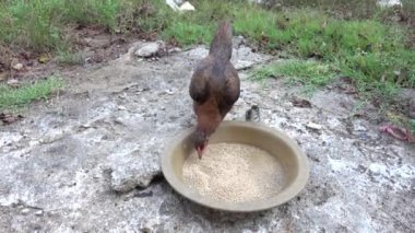 Tavuk onların bebek tavuğu beslemek