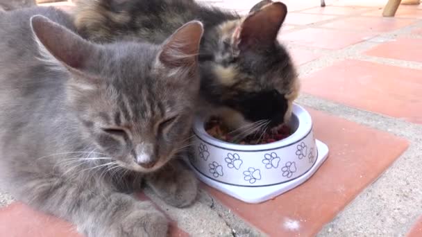 Mignon chat manger sur le sol à la maison 