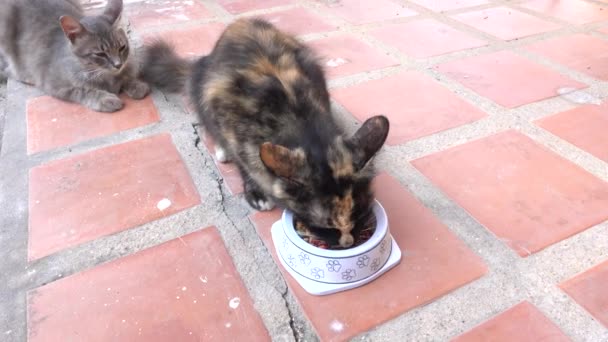 かわいい猫が家で床で食べる — ストック動画