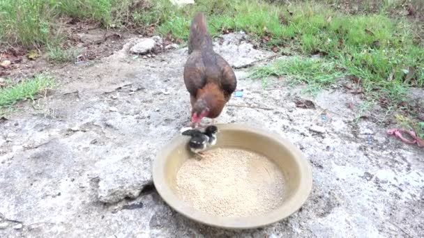 Høne Fodre Deres Baby Kylling – Stock-video