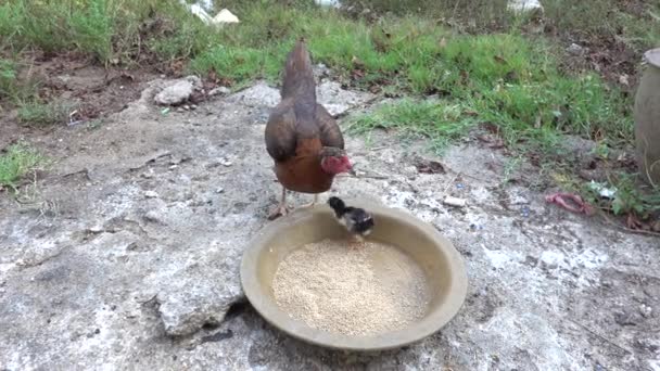 鶏は彼らの赤ちゃんの鶏を養う — ストック動画