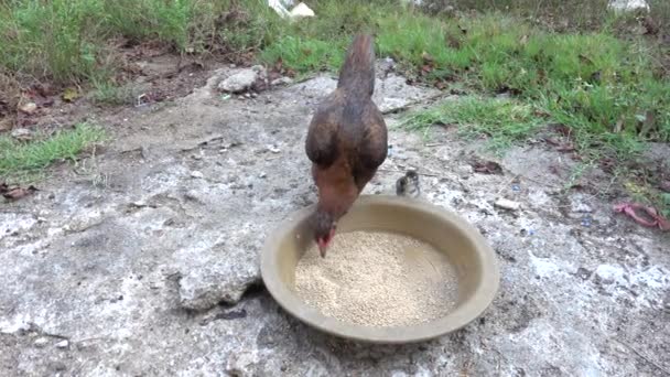 鶏は彼らの赤ちゃんの鶏を養う — ストック動画