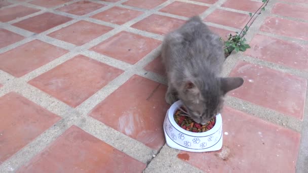 可爱的猫在家里的地板上吃饭 — 图库视频影像
