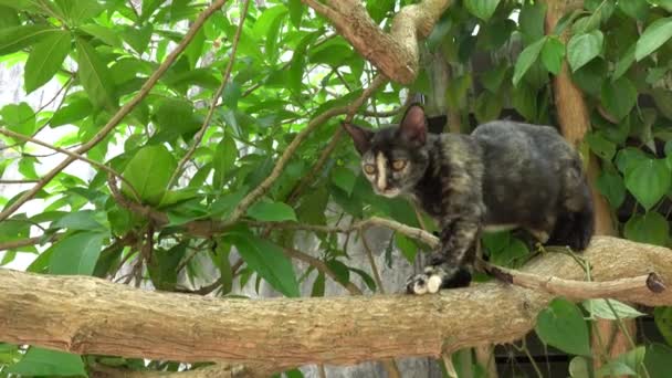 Gato Escalando Árvore — Vídeo de Stock