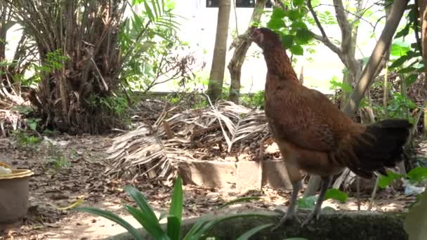 鶏のニワトリが立って 羽を掃除する — ストック動画