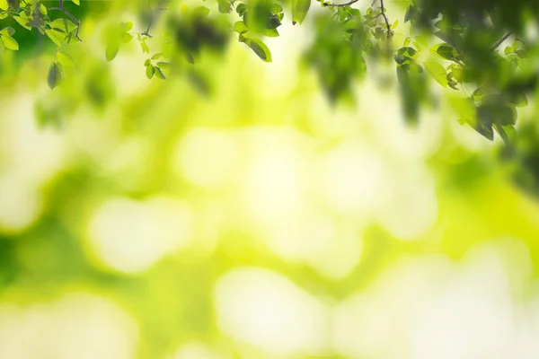 Hoja Verde Sobre Fondo Vegetación Borrosa Jardín Con Espacio Copia — Foto de Stock