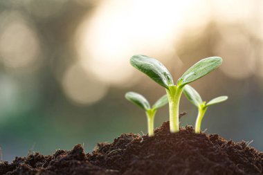 Yumuşak sabah ışığında zengin topraktan filizlenen genç yeşil filizler büyümeyi, umudu ve yeni bir hayatı temsil ediyor..
