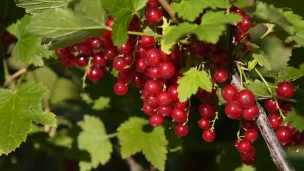 Gathering röda vinbär, påskynda — Stockvideo