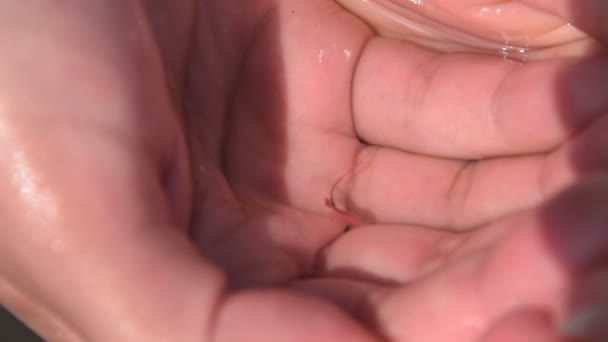 Ruce s vodou a copepod — Stock video