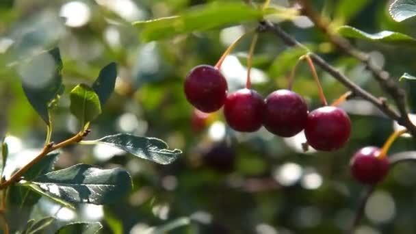 Reife Kirschen auf dem Zweig — Stockvideo