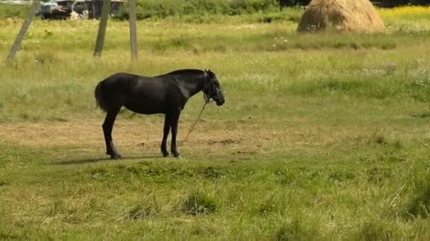 Schwarzes Fohlen im Dorf — Stockvideo