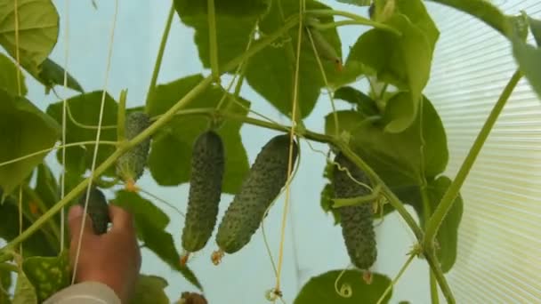 Gathering gurka i växthuset — Stockvideo