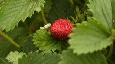 Olgun çilek toplama