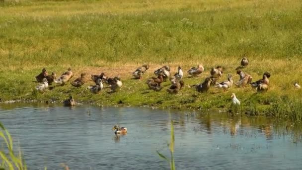 Domestic ducks by the pond — Stock Video