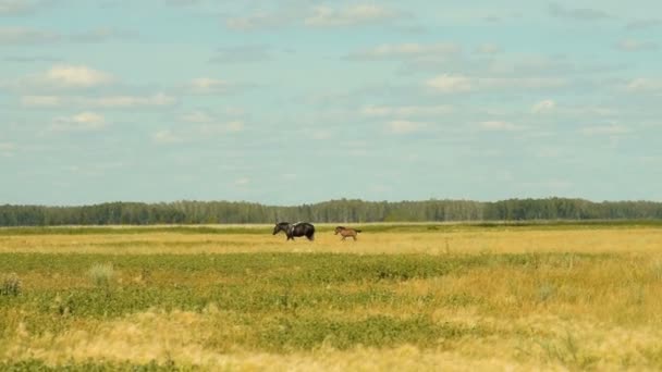 Кінь з лосям у полі — стокове відео