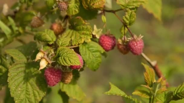 Reife Himbeeren auf dem Zweig — Stockvideo