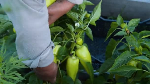 Agricultor colhendo pimentas verdes — Vídeo de Stock