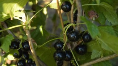 Siyah frenk üzümü hasat