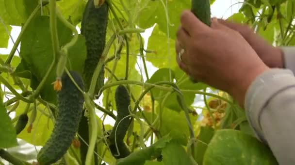 Harvesting cucumbers in greenhouse — Stock Video