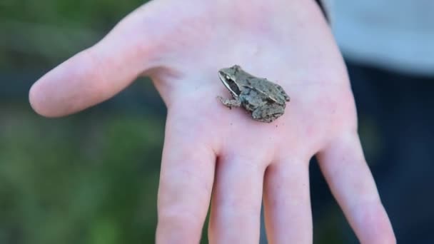 Kind hält kleinen Frosch — Stockvideo