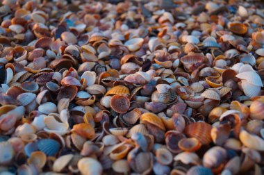 Denizin güneşli sahillerinde çok renkli kabuklar var.