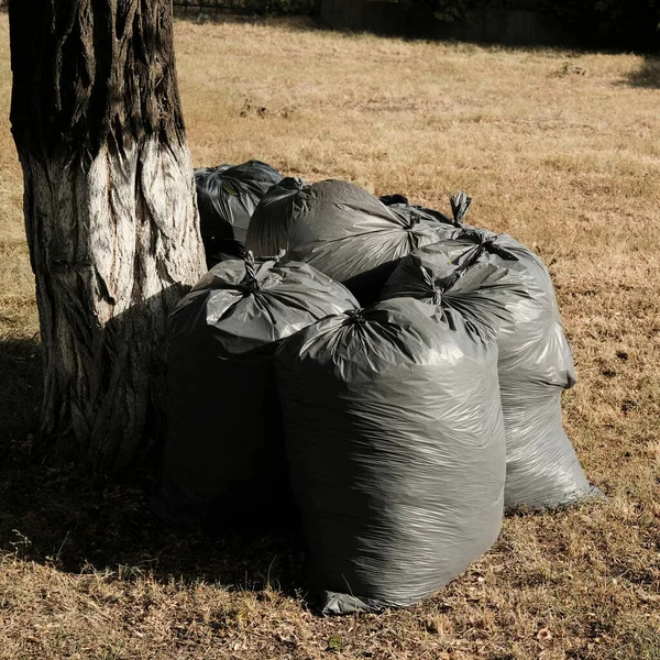 Sonbahar mevsiminde bahçe işleri. Düşen yapraklar ve çimlerle dolu gri plastik çöp torbaları.