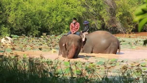 Σουριν Ιουνιου 2020 Μαχούτ Κάνει Μπάνιο Και Παίζει Νερό Ελέφαντα — Αρχείο Βίντεο