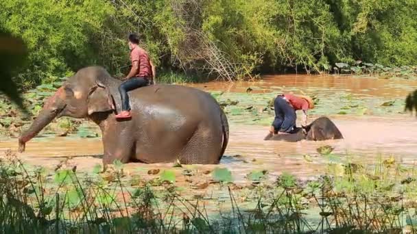 Σουριν Ιουνιου 2020 Μαχούτ Κάνει Μπάνιο Και Παίζει Νερό Ελέφαντα — Αρχείο Βίντεο