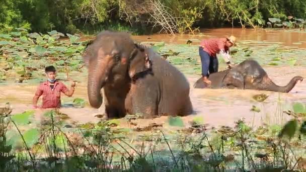 Surin Juni 2020 Mahout Ger Bad Och Leker Vatten Till — Stockvideo