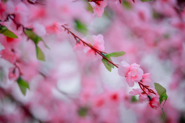Beautiful Sakura Cherry Blossoms Tree Full Blooming Pink Color Park — Stock Photo, Image