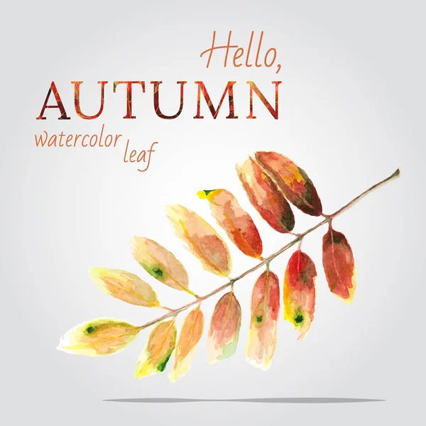 Watercolor Painted Leaf Mountain Ash Autumn Vector Illustration — Stock Vector