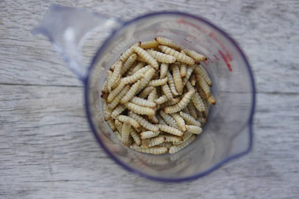 計量カップ冷凍ワックス蛾の幼虫 — ストック写真