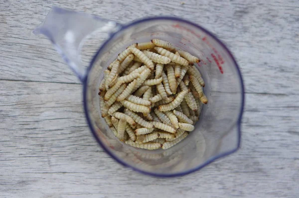 計量カップ冷凍ワックス蛾の幼虫 — ストック写真