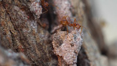 Karıncalar ayakta duruyor. Karıncalar köprü birliği takımı