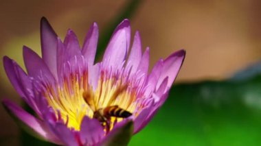 Kamera Yavaş Hareketi: Lotus çiçeğinin üzerindeki arılar