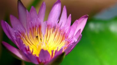 Kamera Yavaş Hareketi: Lotus çiçeğinin üzerindeki arılar