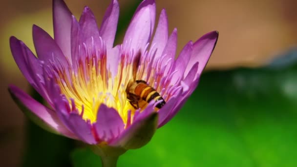 Filmación Cámara Lenta Abejas Primer Plano Flor Loto — Vídeo de stock