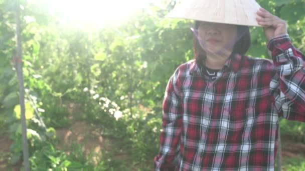 Съемки Азиатской Фермерши Устали Вытирают Пот Лба — стоковое видео