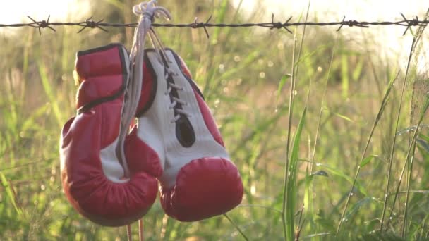 Boxhandschuhe Die Stacheldraht Aufgehängt Werden — Stockvideo