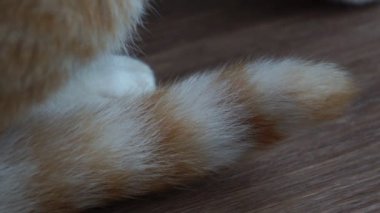 Tahta masada çizgili kedi kuyruğu görüntüleri. 