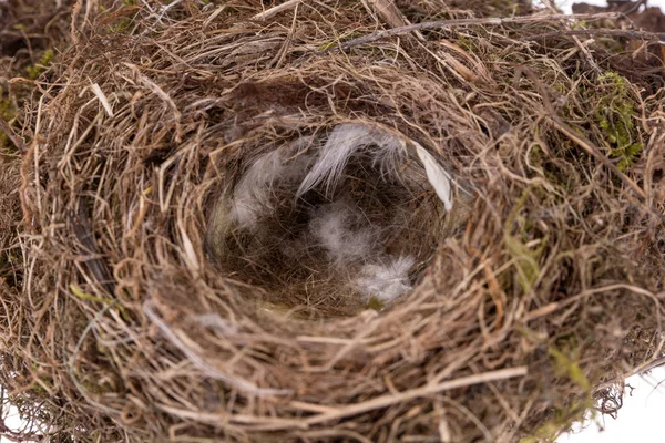 Closeup Přírodní Ptačí Hnízdo Malým Peří — Stock fotografie