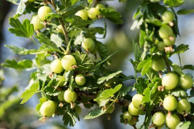 Meyve bahçesinde yeşil bektaşi üzümü. Bektaşi üzümü çalıbir dalı üzerinde Closeup