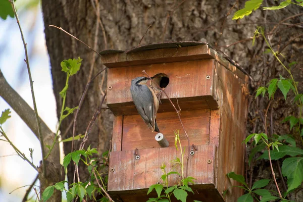 Dorosły Ptak Kowalik Siedzi Pobliżu Młode Pisklę Pniu Drzewa — Zdjęcie stockowe
