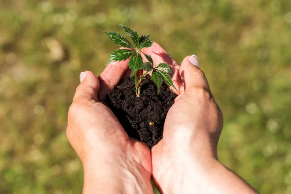 Les Mains Féminines Tiennent Jeune Plante Dans Jardin — Photo