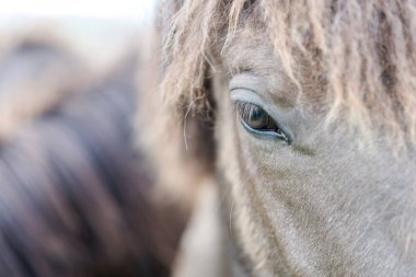 Gri İzlanda at. Yakın çekim kafa ve göz