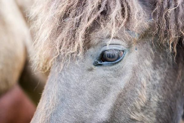 Caballo Gris Islandés Primer Plano Cabeza Ojo —  Fotos de Stock