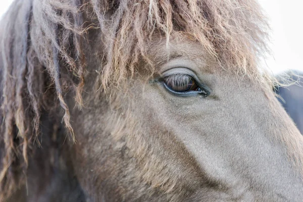 Gri İzlanda at. Yakın çekim kafa ve göz